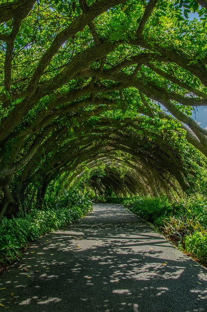 Free Tunnel Road photo and picture