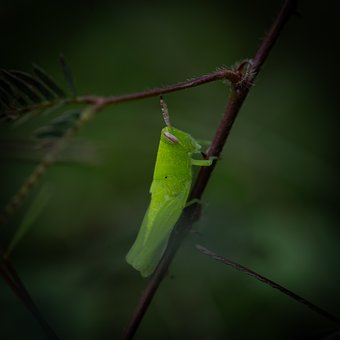 Sprinkhaan, Groen, Natuur