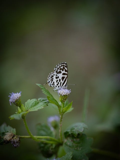 Free Butterfly Nature photo and picture