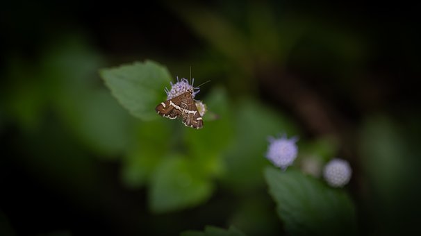 Free Butterfly Nature photo and picture