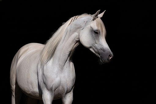 Free Thoroughbred Arabian photo and picture