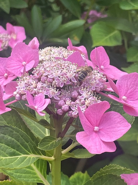 Free Hydrangea Bee photo and picture