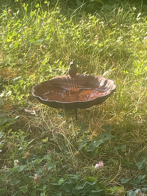 Free Bird Bath Meadow Flower photo and picture
