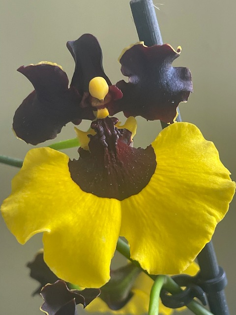 Free Orchid Yellow photo and picture