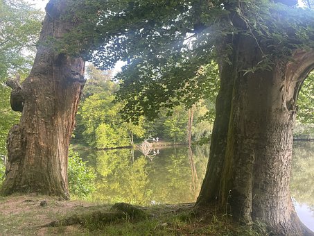 Free Trees Lake photo and picture