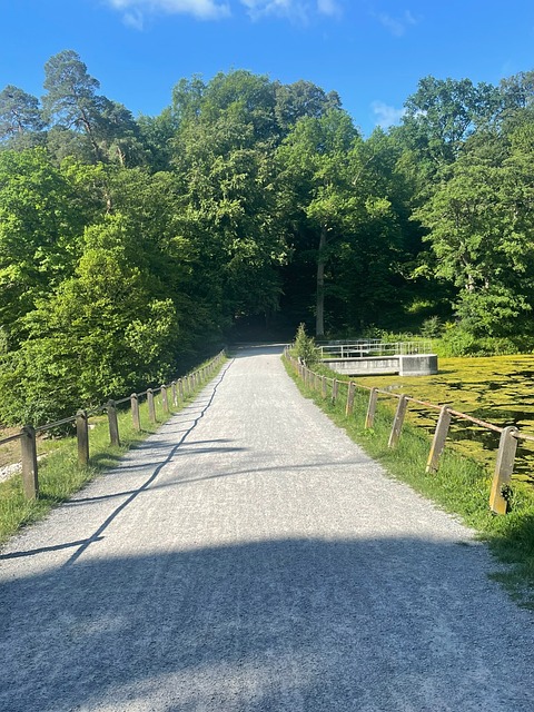 Free Forest Path Trees photo and picture