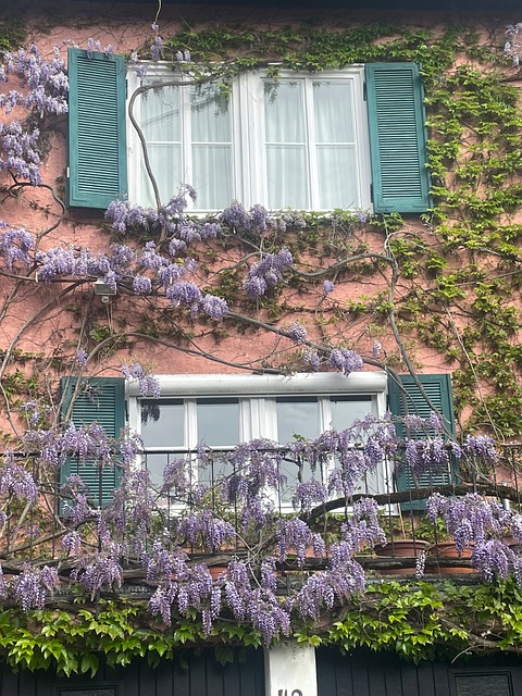 Free Wisteria Climbing Plant photo and picture