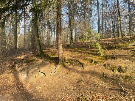 Free Forest Sunlight photo and picture