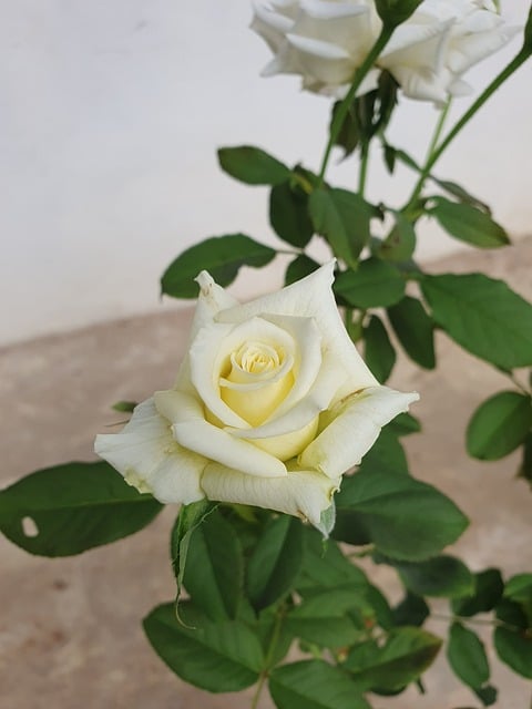 Free Rose Flower photo and picture