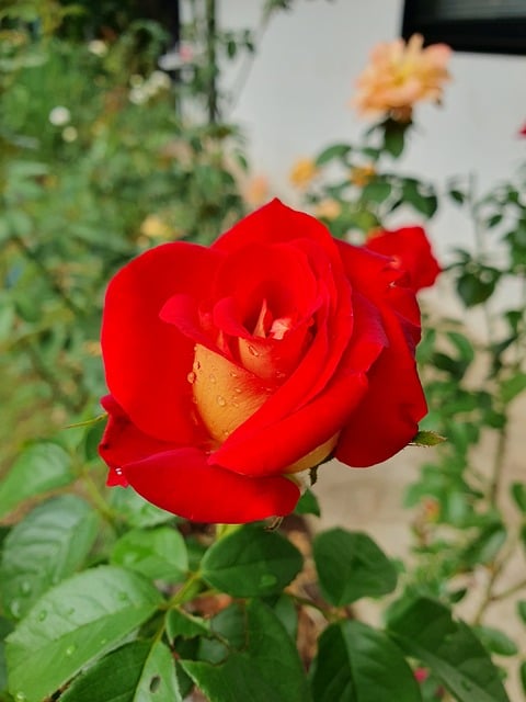 Free Rose Red Color photo and picture
