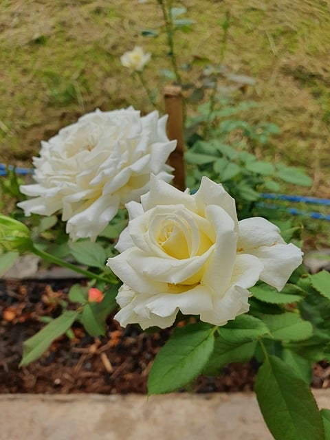 Free Rose White Rose photo and picture