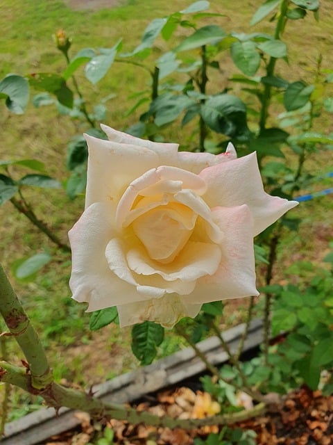 Free Rose White Color photo and picture