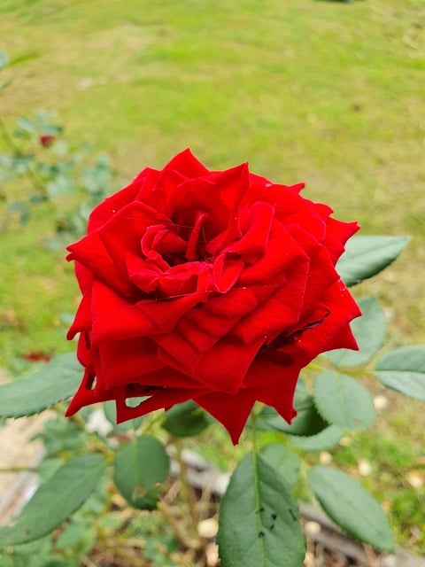 Free Rose Red photo and picture