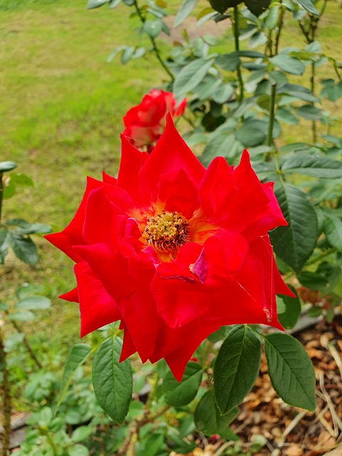 Free Rose Flower photo and picture