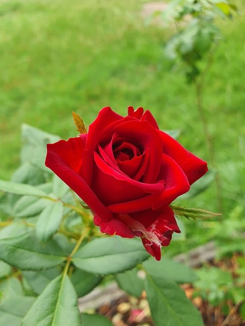 Free Red Rose photo and picture