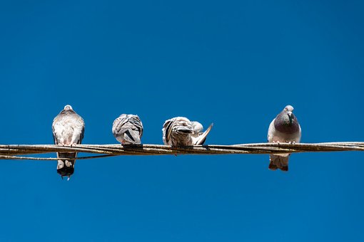 Free Pigeon Wire photo and picture