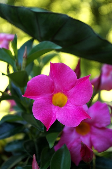 Free Flower Plant photo and picture