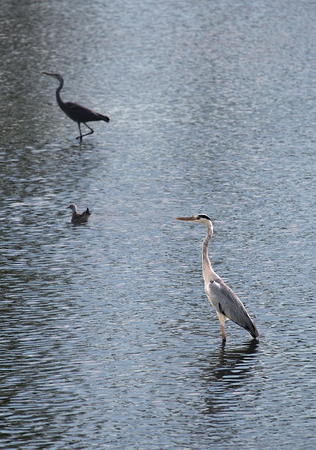 Free Bird Heron photo and picture