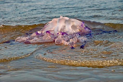 Vandmand, Hav, Natur, Bølger, Strand