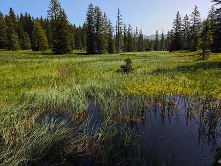 Free Bog France photo and picture