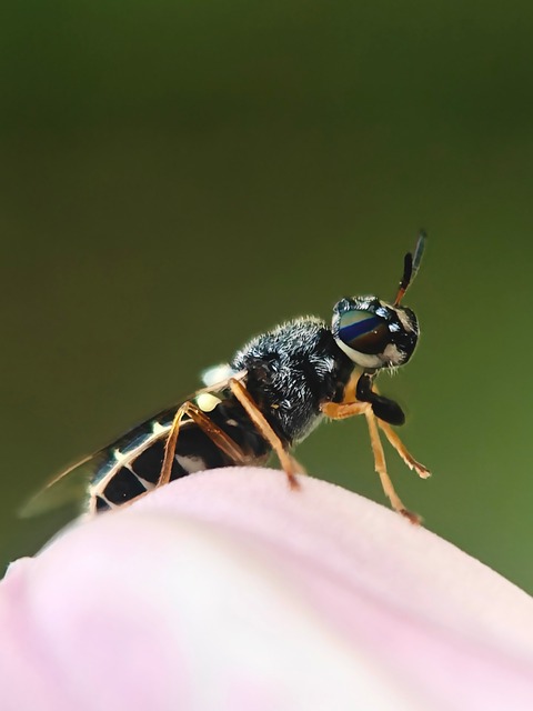 Free Fly Insect photo and picture