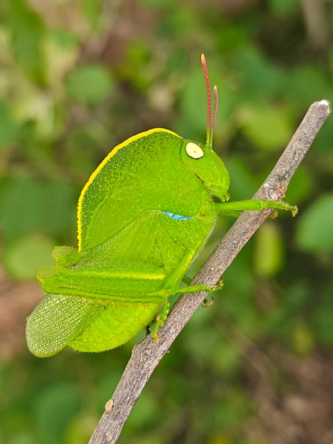 Free Grasshopper Green photo and picture