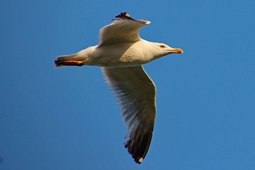 Måge, Fugl, Ornitologi, Blå Himmel, Fjer