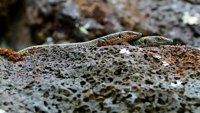 Free Lizard Nature photo and picture