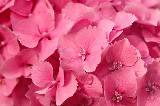 Hortensie, Rosa, Blütenblätter, Regen