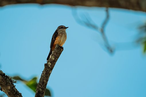 Free Bird Nature photo and picture
