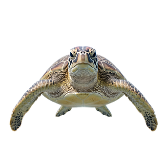 Free Turtle Sea illustration and picture