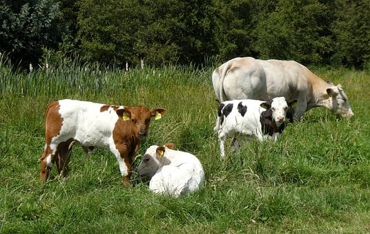 Vaca, Bezerro, Pastoreio, Animais, Campo