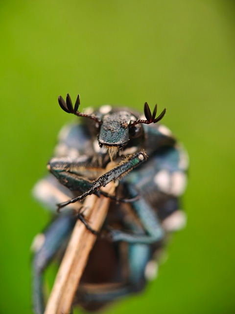 Free Beetle Macro photo and picture