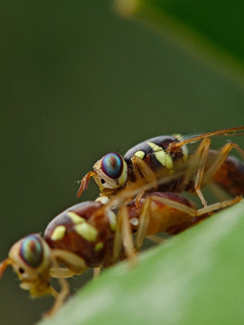 Free Flies Macro photo and picture