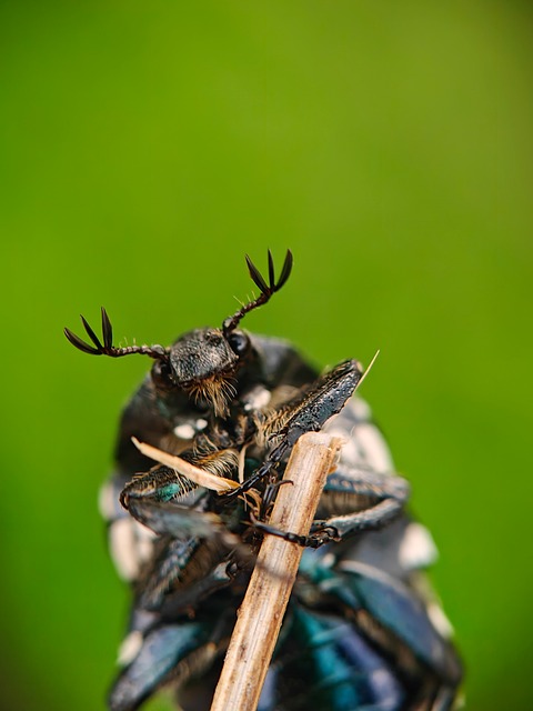 Free Insect Macro photo and picture