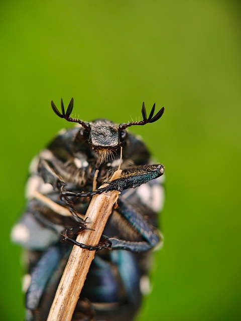 Free Beetle Macro photo and picture
