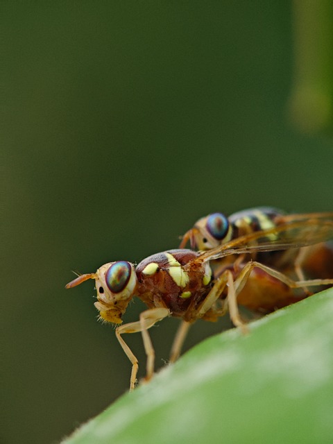 Free Fly Insect photo and picture