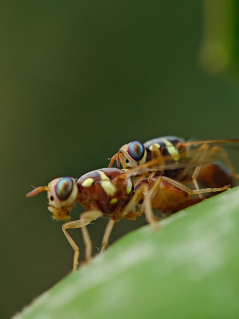 Free Nature Macro Photography photo and picture
