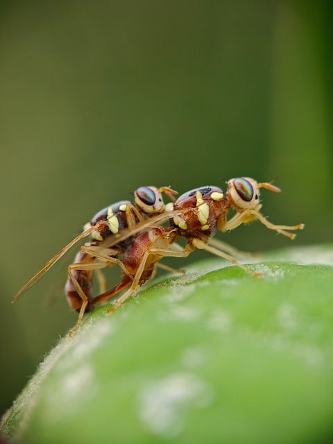 Free Insect Macro photo and picture
