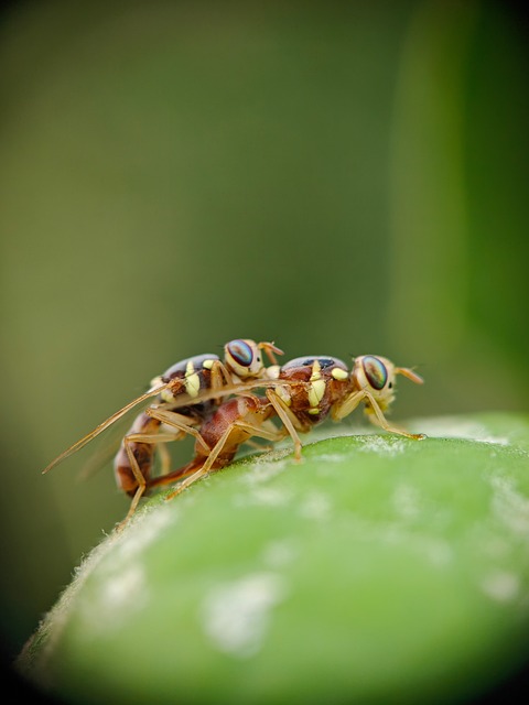 Free Insect Nature photo and picture