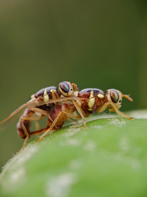 Free Insects Nature photo and picture