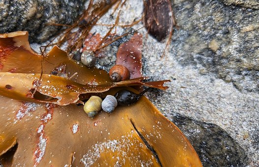 Free Seaweed Snails photo and picture