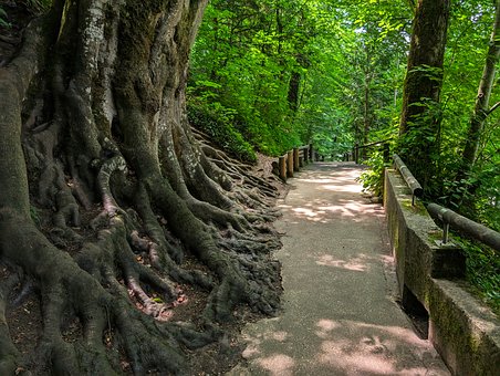 Free Pathway Forest photo and picture
