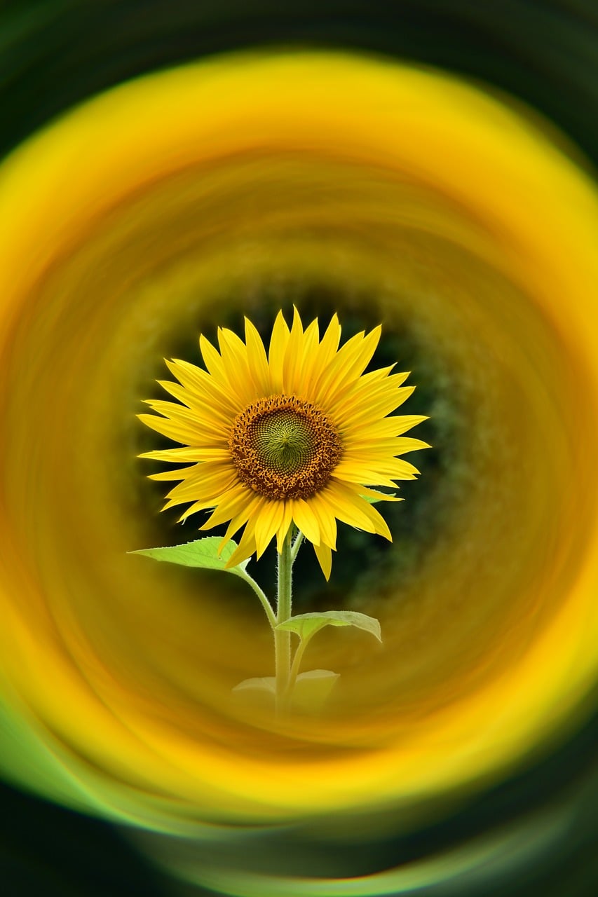 Sunflower Yellow Flower Nature - Free photo on Pixabay