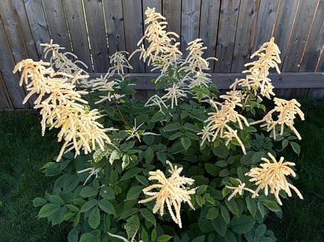Barba Caprei, Astilbe Fals, Natura