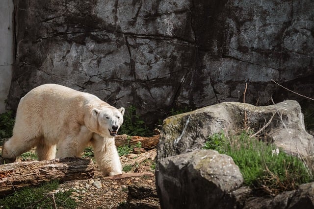 Free Polar Bear Zoo photo and picture