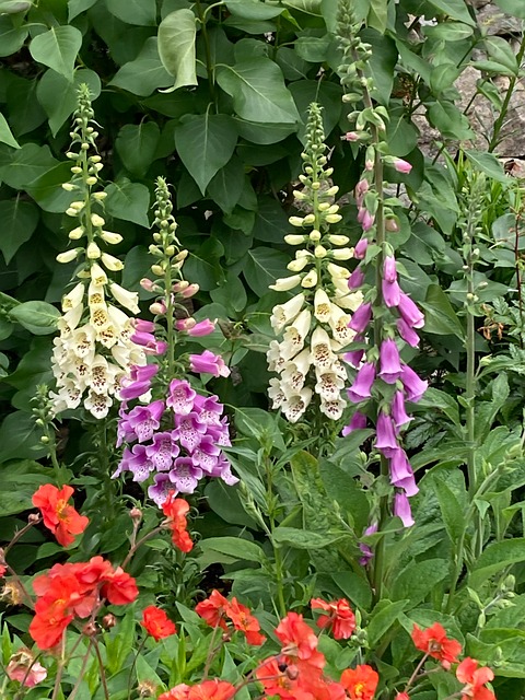 Free Foxglove Flower photo and picture