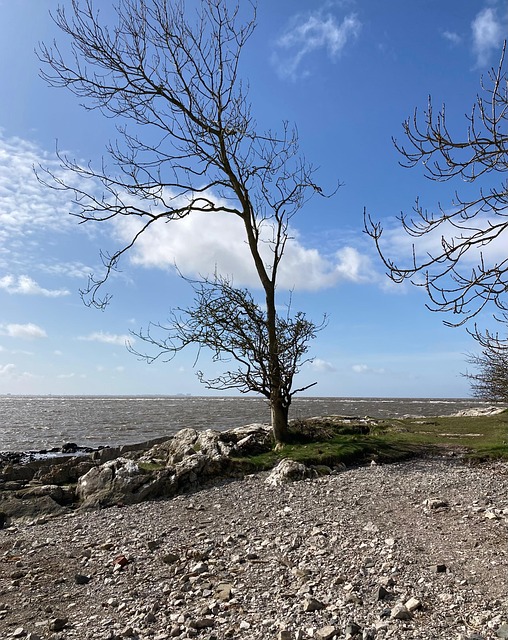 Free Tree Nature photo and picture