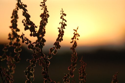 Free Sunset Silhouette photo and picture