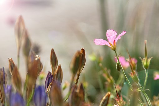 Free Pink Flower Detail photo and picture